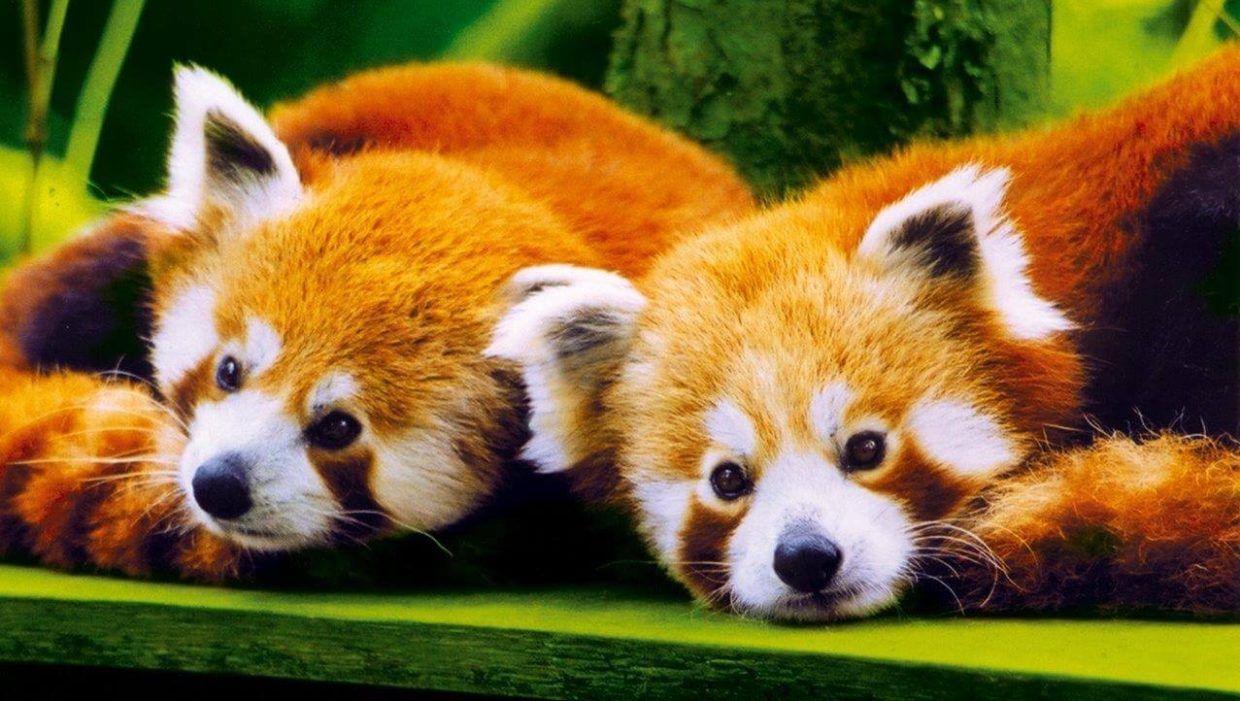 branfere-panda-roux